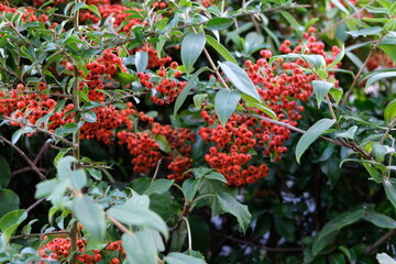 FU 2022-09-04 Herbstlich 121 Am Busch wachsen rote Beeren