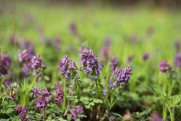 Purple Corydalis flowers grows in fresh green grass in bright spring day.