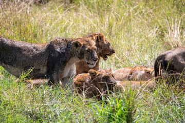 Bloody lion after hunting time in kenya