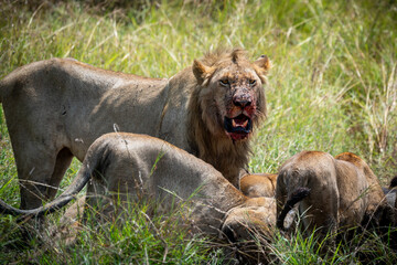 Bloody lion after hunting time in kenya