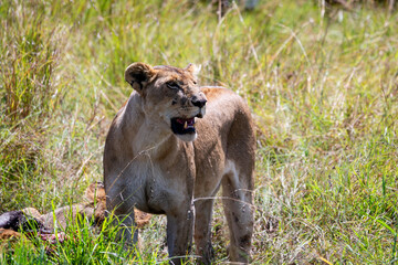 Lion female portrait in kenya masai mara