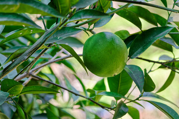 Close-up of unripe orange fruit hanging on a tree branch - 768256798