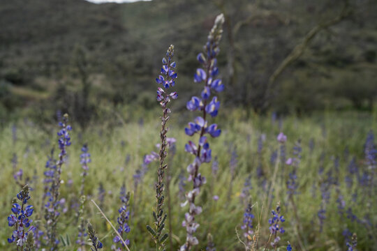 Arizona’s Beautiful Lupine Wildflowers