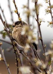 Long-tailed Tit (Aegithalos caudatus) - Found across Europe & parts of Asia