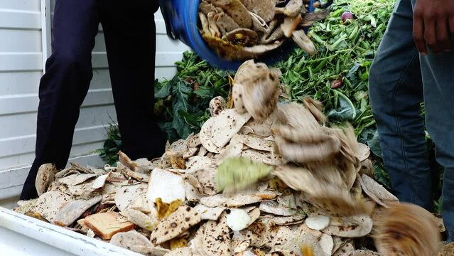 Food Waste Management scraps rotting bad scrapes indian flat bread naan, banana or soy peels collected for compost dumpster in a bin container good for environment for landfill throwing in a container