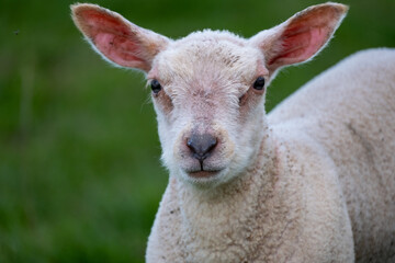 Portrait d'un jeune agneau