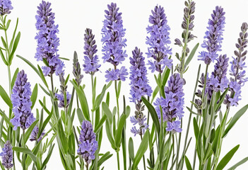 Set lavender flowers group isolated on white background