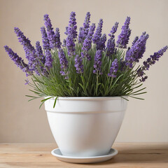Lavender plant with flowers 