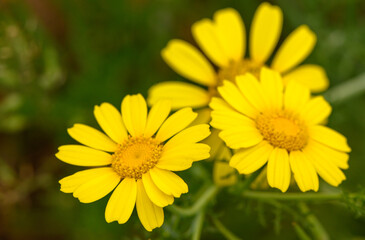 View of glebionis segetum (Chrysanthemum segetum) in the field. It is a species of flowering plant in the family Asteraceae.