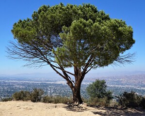 Fototapeta na wymiar Wisdom Tree, Sehenswürdigkeit von Los Angeles auf dem Mount Lee an einem sonnigen Tag im Sommer