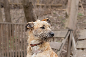 Close-up portrait of a mongrel dog.Dog on a walk with its owner.Theme animals from shelter.