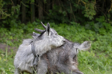 Portrait of a little goat.Funny little goat grazing on the lawn.Funny animals.