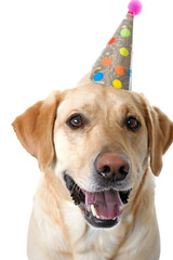 Cute dog with party hat as png, dog without background