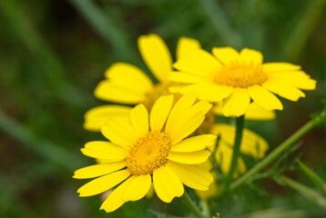 beautiful Glebionis segetum corn marigold corn daisy flower blooms