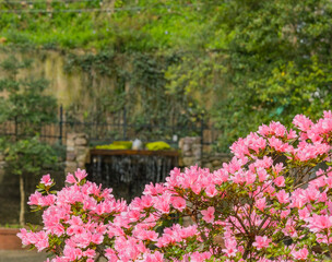 A pink, blooming azalea plant in front of a moss-covered fountain and wall in the background. 