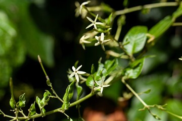 Flowers of a Cestrum racemosum tree