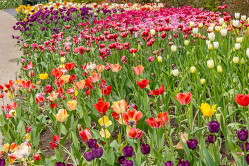 A bed of colorful tulips along a sidewalk in the spring. 