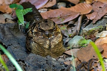 Common pauraque, Nyctidromus albicollis, on a rainforest floor