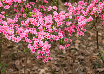 Pink azalea blossoms against a brown background. 