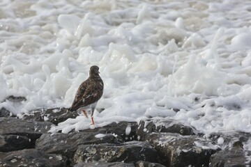 Ruddy turnstone looks into the surf 