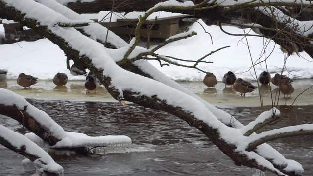 Life of wild ducks in cold wintertime. Water birds on ice - wildlife in winter at the partially frozen river's edge, where the current flows, in a wooded, wilderness environment.