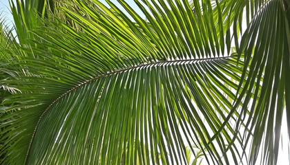Fresh green palm leaf in vibrant tropical summer sunlight 