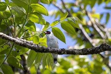 Masked tityra, Tityra semifasciata, on a branch