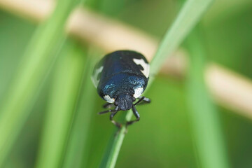 Closeup on the European black and white burrowing pied shield bug, Tritomegas bicolor
