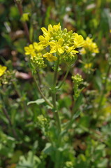 今年も春がやってきた。菜の花が春の訪れを告げている。日本の原風景がここにはある。一面黄色に包まれた川の畔。空には青空が広がっている。私は川の傍らに自転車を止めて、草の上に寝転んだ。菜の花の微かな香りが漂っていた。幸せなひととき。世界の国々が紛争を起こすことなく、このような穏やかな平和な時を共有することはできないのか。