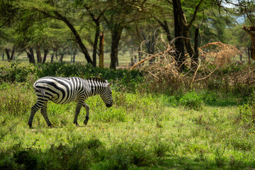 Zebra wildlife kenya in naivasha