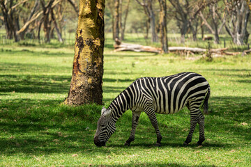 Zebra wildlife kenya in naivasha