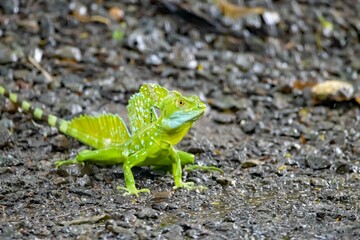 Plumed basilisk, Basiliscus plumifrons
