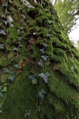 moss on tree