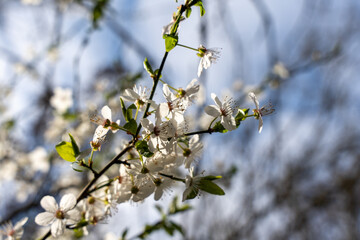 Flowers on a wild apple tree. Branches of a wild apple tree in flowers.