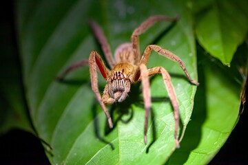 Red-legged Wandering Spider, Cupiennius coccineus