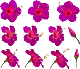 Vector hibiscus flower set. Realistic bright flower for decoration. Flower of paradise purple, crimson, burgundy