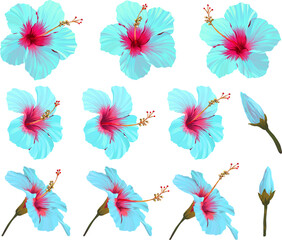 Vector hibiscus flower set. Realistic bright flower for decoration. Flower of paradise blue, turquoise