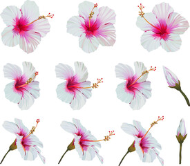 Vector hibiscus flower set. Realistic bright flower for decoration. Paradise flower white, pink