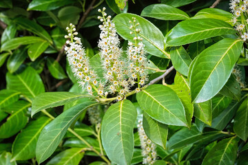 Closeup on a white blossoming evergreen Common laurel shrub, Prunus laurocerasus