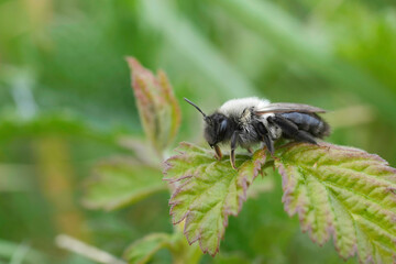 Soft focus closeup on a female Grey-backed mining bee, Andrena vaga sitting on a green leaf