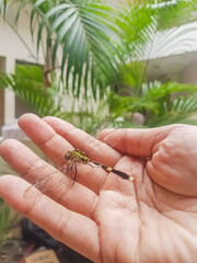 Dragonfly ( orthetrum Sabina ) perched on the palm of a man's hand