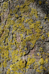 bark and lichen texture