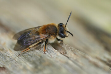 Closeup on a female Mellow miner mining bee, Andrena mitis sitting on wood