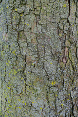 old bark texture