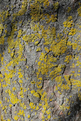 shaded lichen bark texture