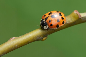 Closeup on a predatory Asian ladybeetle, Harmonia axyridis on a twig