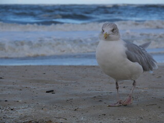 seagull on the beach