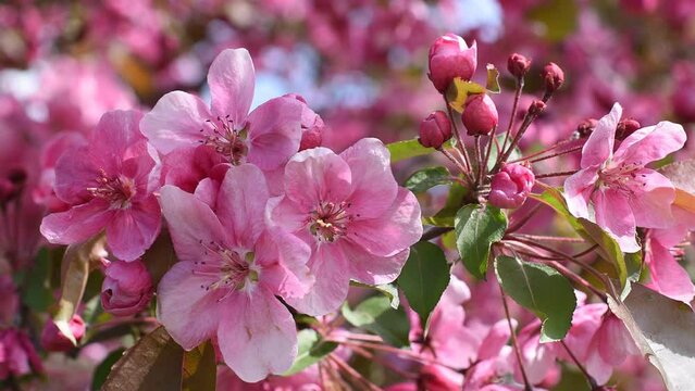Pink apple tree flowers, Spring background, Decorative apple tree