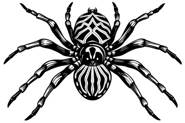 A realistic Spider  silhouette  vector art illustration