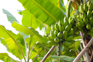 Bunch of fresh green bananas hanging from a banana tree © Bowonpat